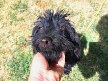 FLO, Hund, Puli-Mix in Ungarn - Bild 5