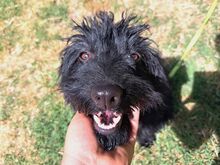 FLO, Hund, Puli-Mix in Ungarn - Bild 6
