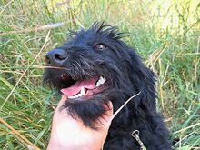FLO, Hund, Puli-Mix in Ungarn - Bild 7