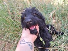 FLO, Hund, Puli-Mix in Ungarn - Bild 8