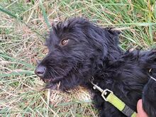 FLO, Hund, Puli-Mix in Ungarn - Bild 9