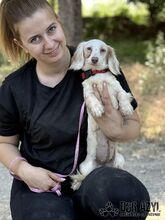 LILLIFEE, Hund, Mischlingshund in Slowakische Republik - Bild 1