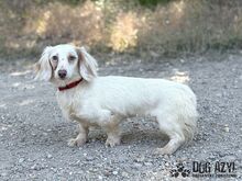 LILLIFEE, Hund, Mischlingshund in Slowakische Republik - Bild 2
