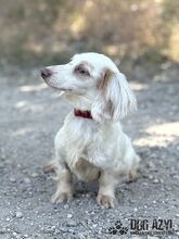 LILLIFEE, Hund, Mischlingshund in Slowakische Republik - Bild 3