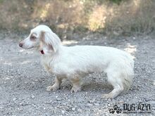 LILLIFEE, Hund, Mischlingshund in Slowakische Republik - Bild 5