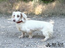 LILLIFEE, Hund, Mischlingshund in Slowakische Republik - Bild 6
