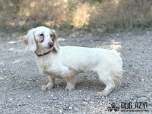 LILLIFEE, Hund, Mischlingshund in Slowakische Republik - Bild 7
