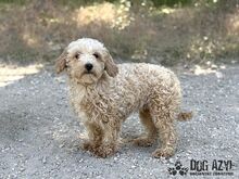 BUBBLES, Hund, Mischlingshund in Slowakische Republik - Bild 1