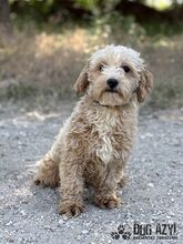 BUBBLES, Hund, Mischlingshund in Slowakische Republik - Bild 2