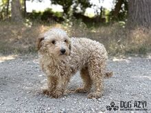 BUBBLES, Hund, Mischlingshund in Slowakische Republik - Bild 4