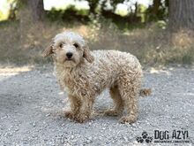 BUBBLES, Hund, Mischlingshund in Slowakische Republik - Bild 5