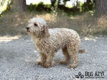 BUBBLES, Hund, Mischlingshund in Slowakische Republik - Bild 6