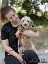BUBBLES, Hund, Mischlingshund in Slowakische Republik - Bild 8