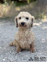 NOODLE, Hund, Mischlingshund in Slowakische Republik - Bild 1