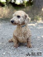 NOODLE, Hund, Mischlingshund in Slowakische Republik - Bild 2