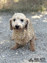 NOODLE, Hund, Mischlingshund in Slowakische Republik - Bild 3