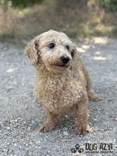 NOODLE, Hund, Mischlingshund in Slowakische Republik - Bild 4