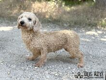 NOODLE, Hund, Mischlingshund in Slowakische Republik - Bild 5