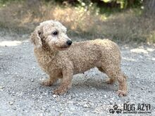 NOODLE, Hund, Mischlingshund in Slowakische Republik - Bild 6