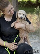 NOODLE, Hund, Mischlingshund in Slowakische Republik - Bild 8