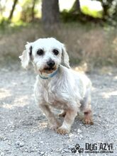 CHILLA, Hund, Mischlingshund in Slowakische Republik - Bild 1
