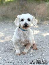 CHILLA, Hund, Mischlingshund in Slowakische Republik - Bild 2