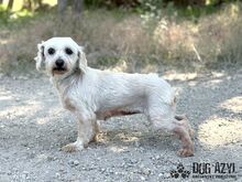 CHILLA, Hund, Mischlingshund in Slowakische Republik - Bild 3