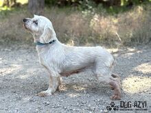 CHILLA, Hund, Mischlingshund in Slowakische Republik - Bild 4