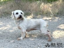 CHILLA, Hund, Mischlingshund in Slowakische Republik - Bild 5