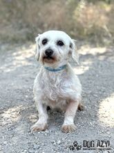 CHILLA, Hund, Mischlingshund in Slowakische Republik - Bild 6