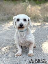CHILLA, Hund, Mischlingshund in Slowakische Republik - Bild 7