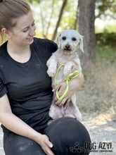 CHILLA, Hund, Mischlingshund in Slowakische Republik - Bild 8