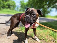 LORA, Hund, Boxer(-Mix?) in Ungarn - Bild 1