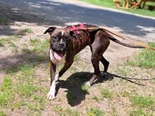 LORA, Hund, Boxer(-Mix?) in Ungarn - Bild 3