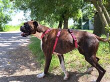 LORA, Hund, Boxer(-Mix?) in Ungarn - Bild 4