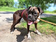 LORA, Hund, Boxer(-Mix?) in Ungarn - Bild 5