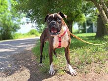 LORA, Hund, Boxer(-Mix?) in Ungarn - Bild 6