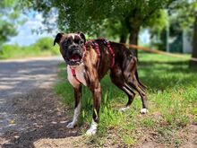 LORA, Hund, Boxer(-Mix?) in Ungarn - Bild 7