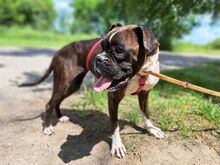 LORA, Hund, Boxer(-Mix?) in Ungarn - Bild 8