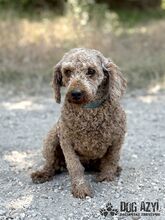 MERYLSHEEP, Hund, Mischlingshund in Slowakische Republik - Bild 1