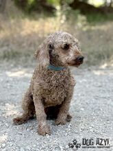 MERYLSHEEP, Hund, Mischlingshund in Slowakische Republik - Bild 2