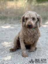 MERYLSHEEP, Hund, Mischlingshund in Slowakische Republik - Bild 3