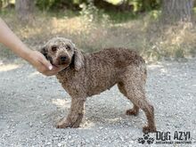 MERYLSHEEP, Hund, Mischlingshund in Slowakische Republik - Bild 4