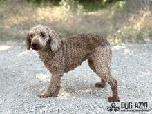 MERYLSHEEP, Hund, Mischlingshund in Slowakische Republik - Bild 5