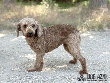 MERYLSHEEP, Hund, Mischlingshund in Slowakische Republik - Bild 6