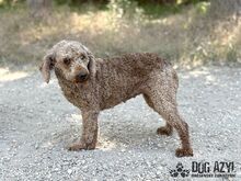 MERYLSHEEP, Hund, Mischlingshund in Slowakische Republik - Bild 7