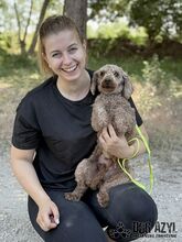 MERYLSHEEP, Hund, Mischlingshund in Slowakische Republik - Bild 8
