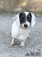 FLOOFINA, Hund, Mischlingshund in Slowakische Republik - Bild 1