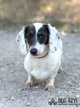 FLOOFINA, Hund, Mischlingshund in Slowakische Republik - Bild 2