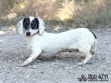 FLOOFINA, Hund, Mischlingshund in Slowakische Republik - Bild 4